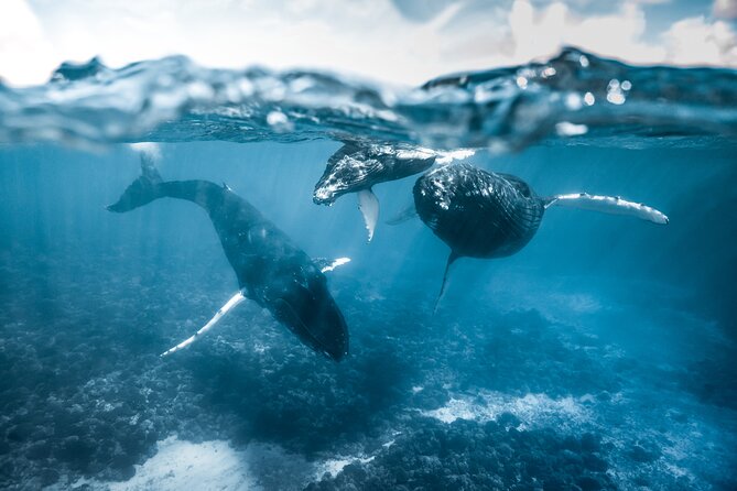 Humpback whale watching and marine life in Moorea - What the Moorea whale trip is really about