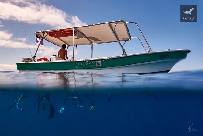 Humpback whale watching and marine life in Moorea - Three hours of searching, watching, and swimming