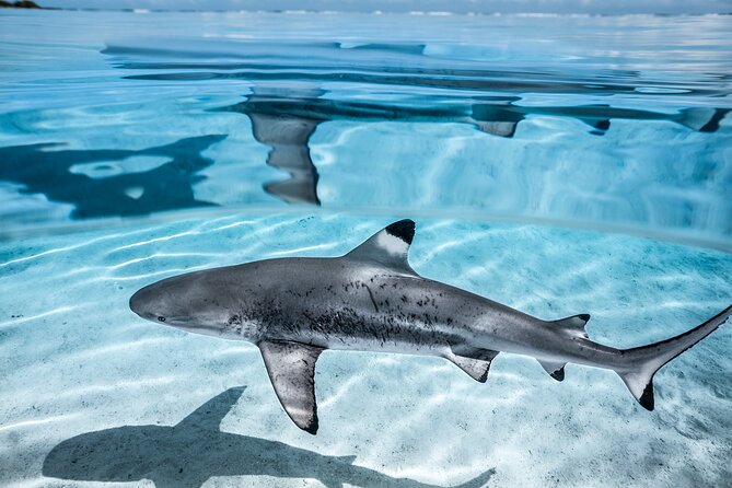 Humpback whale watching and marine life in Moorea - The animals you might see beyond humpbacks