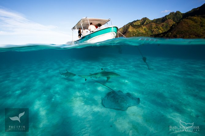 Humpback whale watching and marine life in Moorea - Why the guides make a difference