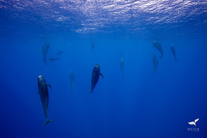 Humpback whale watching and marine life in Moorea - Boat size, sea conditions, and physical demands
