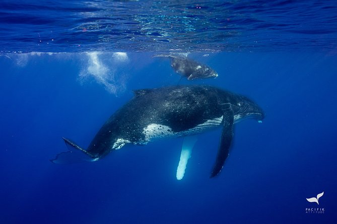 Humpback whale watching and marine life in Moorea - Food and small comforts on board