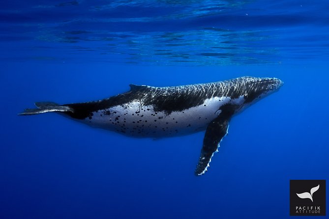 Humpback whale watching and marine life in Moorea - Choosing the right whale-watching season