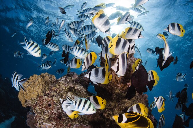 Introductory Dive in Bora Bora (afternoon) - Key points at a glance
