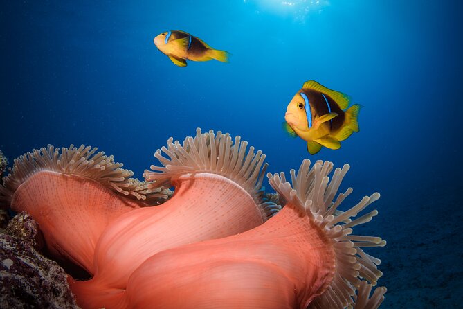 Introductory Dive in Bora Bora (afternoon) - The value of $136.65