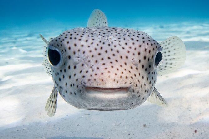 Introductory Dive in Bora Bora (afternoon) - Practical details before you reserve
