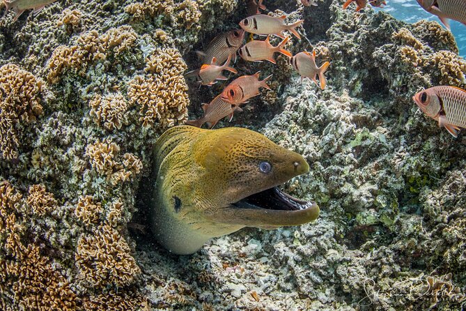 Introductory Scuba Diving Experience in Bora Bora - Comfort, confidence, and honest limits