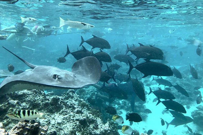 Jet Ski Moorea Customed Tour only - The private island and snorkeling option