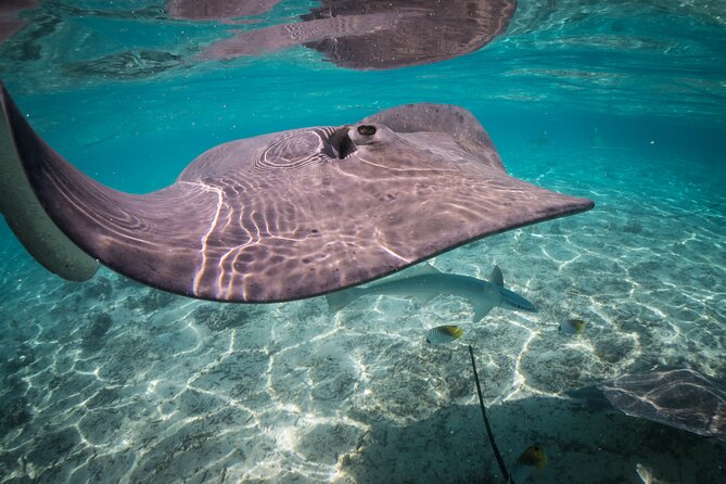 Keishi Tour Half Day Shared Excursion - Sharks and rays in their natural setting