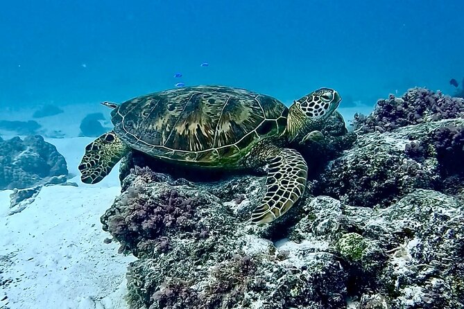 Lagoon and Marine Wildlife Tour in Moorea - The sandbar swim and reef time