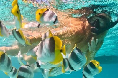 Lagoon and Marine Wildlife Tour in Moorea