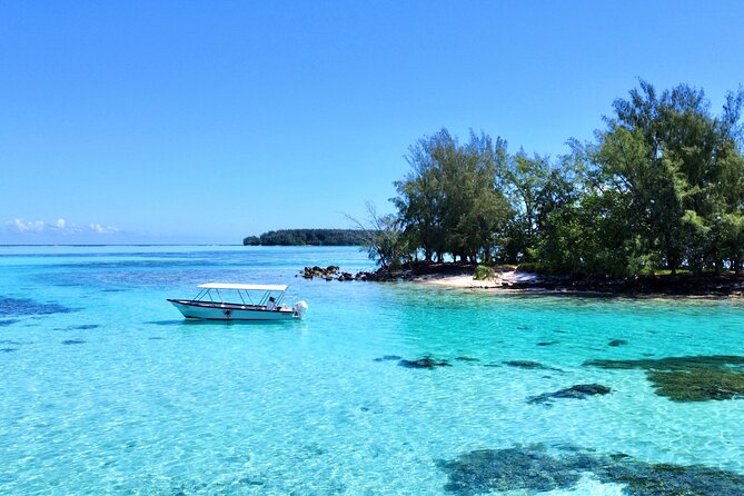 Lagoon and Marine Wildlife Tour in Moorea - Dolphins, reefs, and responsible wildlife viewing