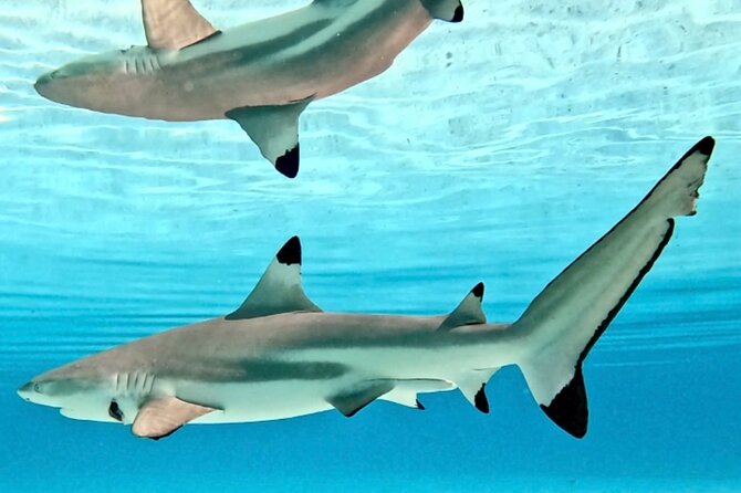 Lagoon and Marine Wildlife Tour in Moorea - Who will enjoy this morning most?
