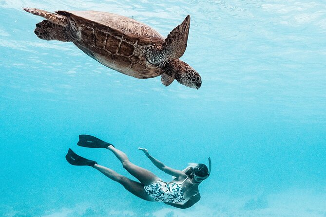 Lagoon and Wildlife Discovery on a Private Boat in Moorea - A private way to meet Moorea’s lagoon wildlife