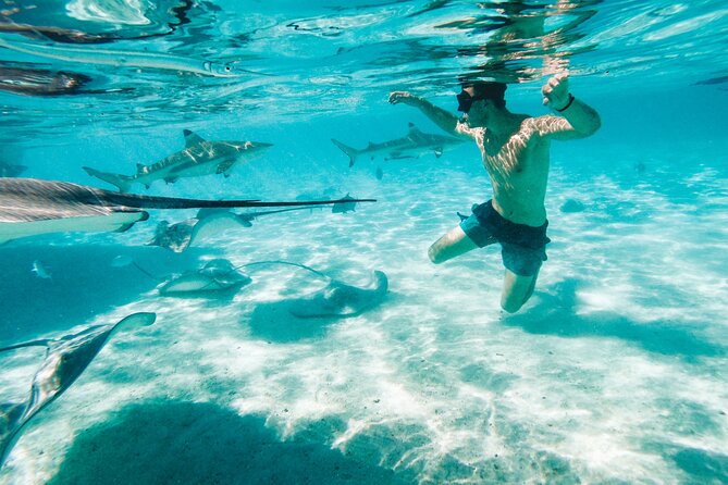 Lagoon and Wildlife Discovery on a Private Boat in Moorea - Swimming with rays and blacktip reef sharks