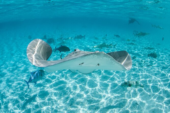 Lagoon Exploration and Snorkeling in Moorea - Key things to know before you go