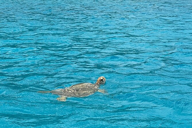 Lagoon Exploration and Snorkeling in Moorea - Opunohu Bay, dolphins, and the outer reef