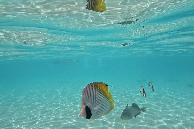 Lagoon Exploration and Snorkeling in Moorea - The final lagoon stop for a slower finish