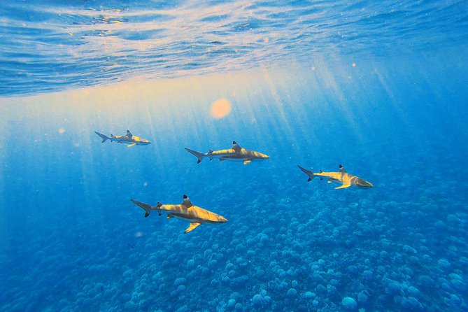 Lagoon Tour - Discover the magnificent lagoon of Moorea - A small boat made for Moorea’s lagoon