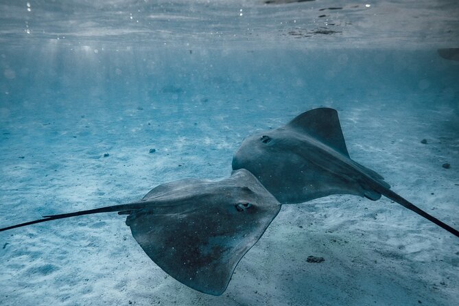 Lagoon Tour - Discover the magnificent lagoon of Moorea - Turtle channels and drifting over the reef