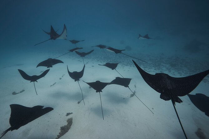 Lagoon Tour - Discover the magnificent lagoon of Moorea - Timing, comfort, and who should book