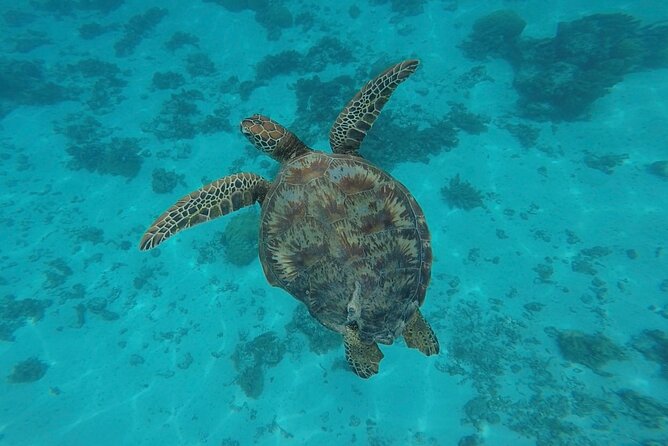 Lagoon Tour in Moorea in Small Group with Lunch - Looking for spinner dolphins along Moorea’s south coast