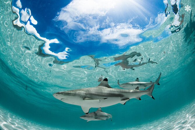 Lagoon Tour in Moorea in Small Group with Lunch - What the $218.64 price includes in real terms