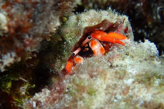 Luxury Full Day Snorkeling - A guide named Hiro and the human side of the day