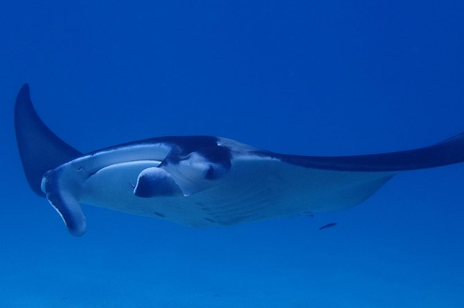 Luxury Full Day Snorkeling - Six to eight stops, chosen for the day