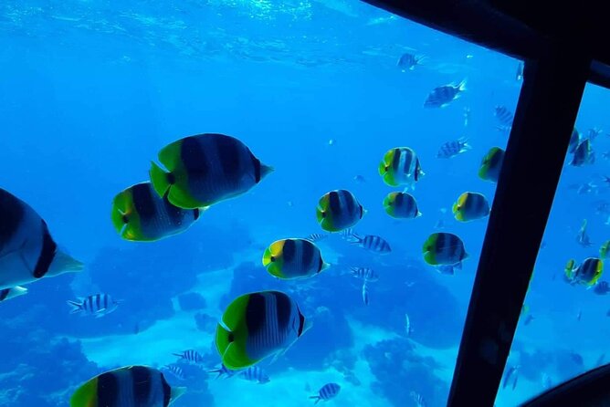 Magical Boat Tour with Underwater Cabin in Bora Bora! - The optional snorkeling stop