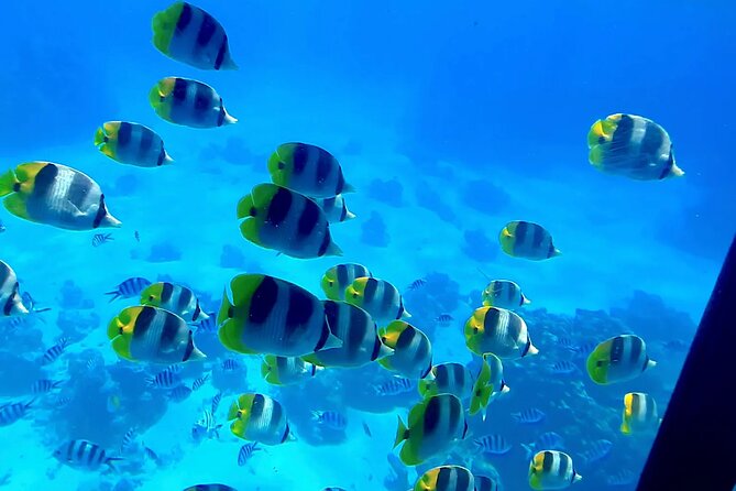 Magical Boat Tour with Underwater Cabin in Bora Bora! - Coral gardens, rays, sharks, and changing water colors