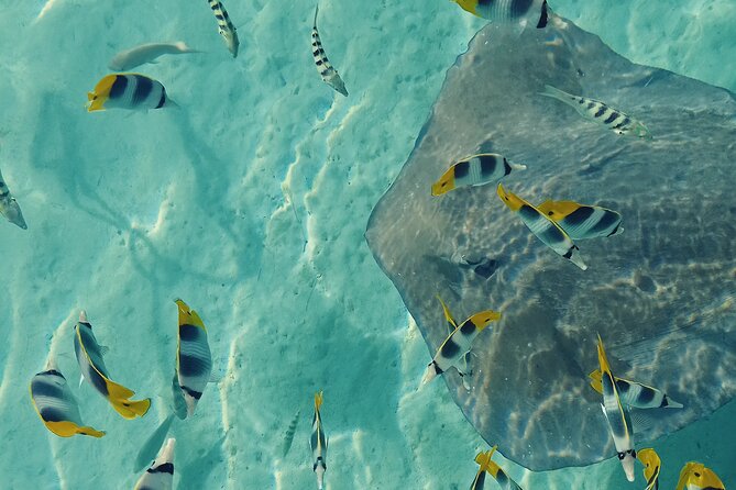 Mo'orea Half Day Private Tour with Snorkeling and Cruising the Lagoon - The 8:00 am Start And First Turtle Stop