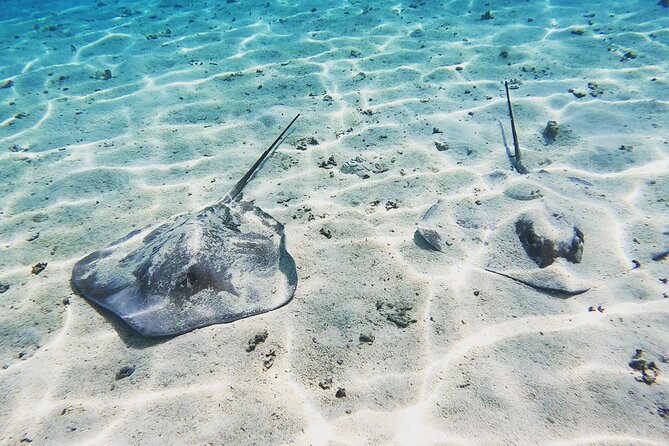 Mo'orea Half Day Private Tour with Snorkeling and Cruising the Lagoon - Fish And Stingrays In The Lagoon
