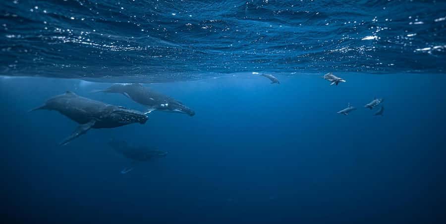 Moorea 4H Shared Boat Tour Whale Swimming and Snorkeling - Four Hours From Paopao to the Open Ocean