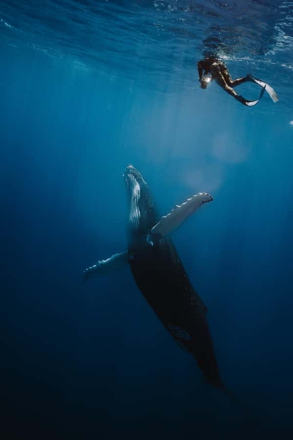 Moorea 4H Shared Boat Tour Whale Swimming and Snorkeling - What the Six-Person Boat Means for You