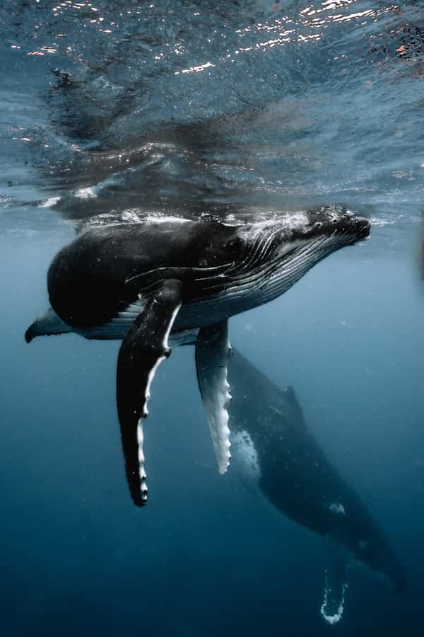Moorea 4H Shared Boat Tour Whale Swimming and Snorkeling - Captain Yannick and Guide Clovis in the Water