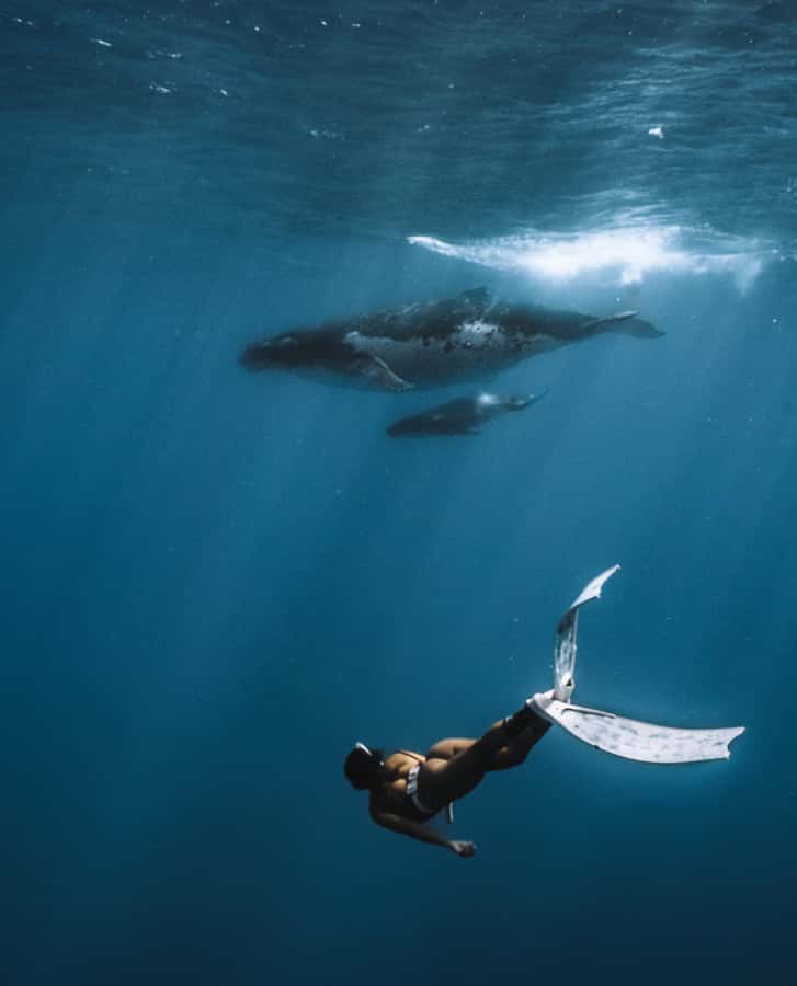 Moorea 4H Shared Boat Tour Whale Swimming and Snorkeling - Rays, Blacktip Sharks, and Turtles in the Lagoon