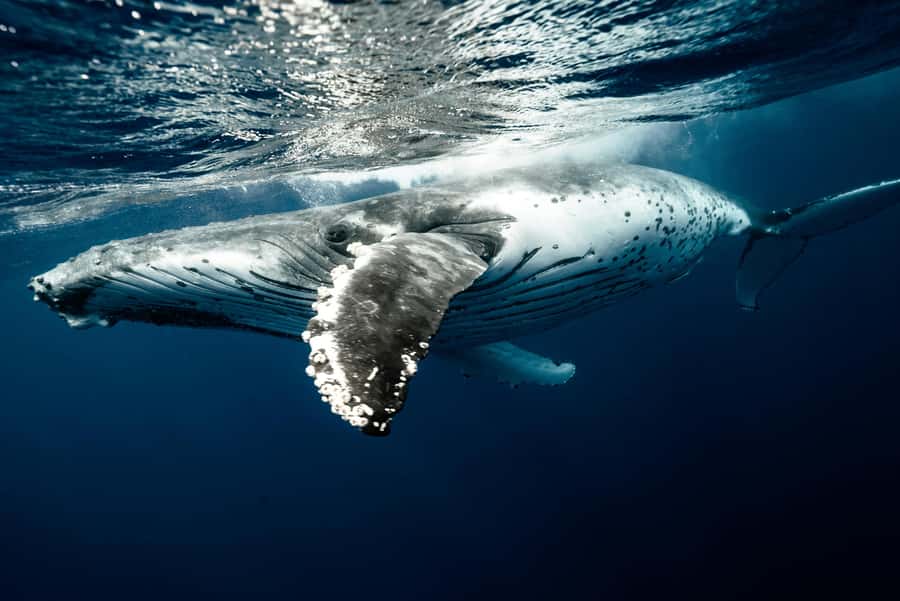 Moorea 4H Shared Boat Tour Whale Swimming and Snorkeling - Moorea’s Water and Scenery Between Stops