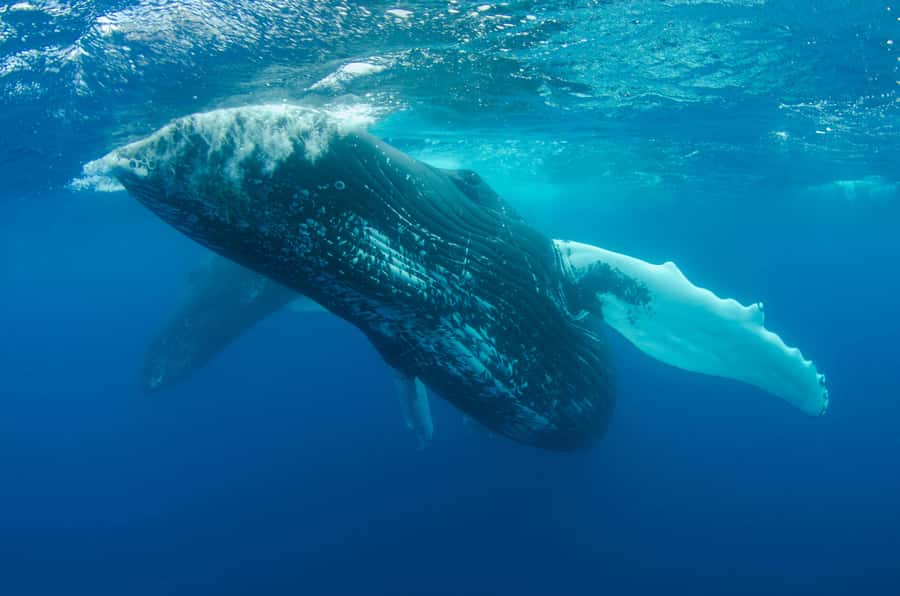Moorea 4H Shared Boat Tour Whale Swimming and Snorkeling - Who Should Book This Moorea Tour?