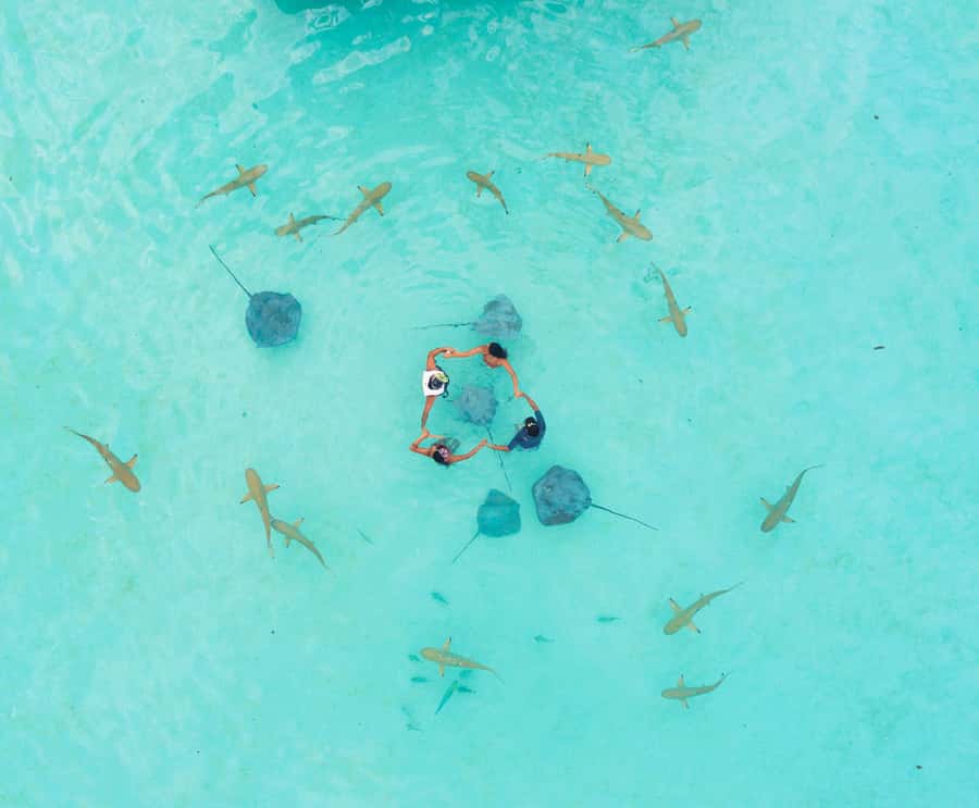 Moorea 4H Shared Boat Tour Whale Swimming and Snorkeling - Should You Book the Ariki Tours Boat Trip?