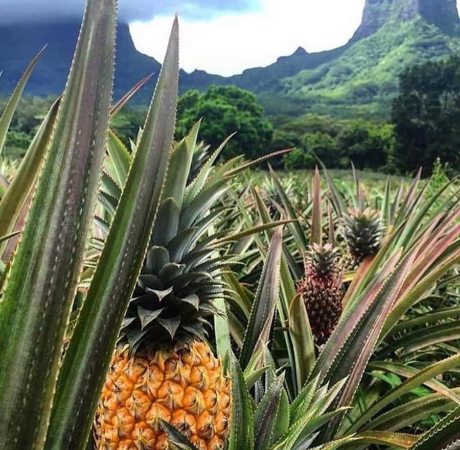 Moorea Cruise Ships: 4x4, Belvedere,Magic Mountain pineaple - Why a 4x4 is the right way to see Moorea