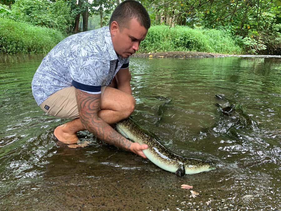 Moorea Cruise Ships: 4x4, Belvedere,Magic Mountain pineaple - Freshwater eels, a crater, and a marae
