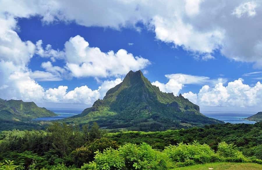 Moorea Cruise Ships: 4x4, Belvedere,Magic Mountain pineaple - Cook’s Bay and Opunohu Bay from the road