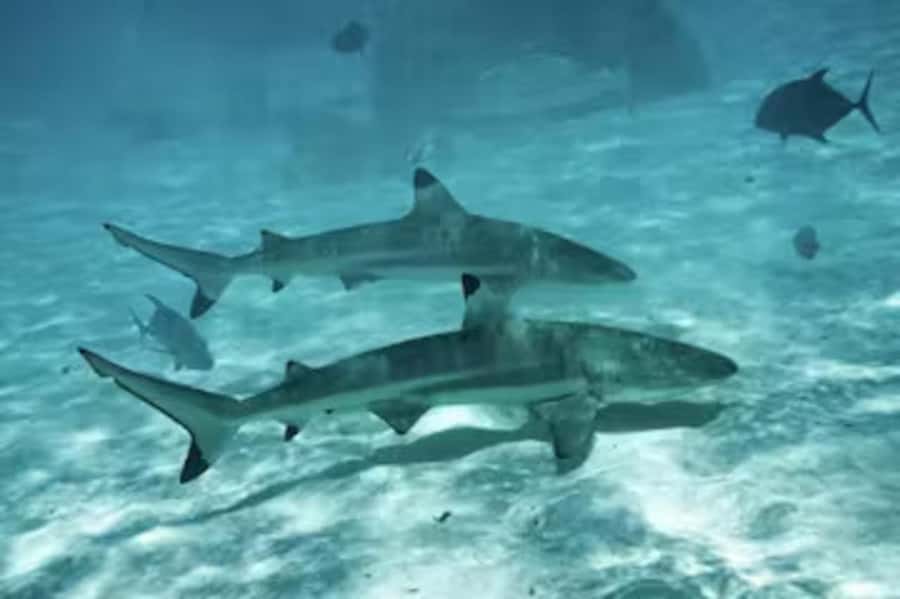 Moorea: Glass Bottom Boat Adventure with Lagoon Wonders - Who will get the most from this Moorea tour