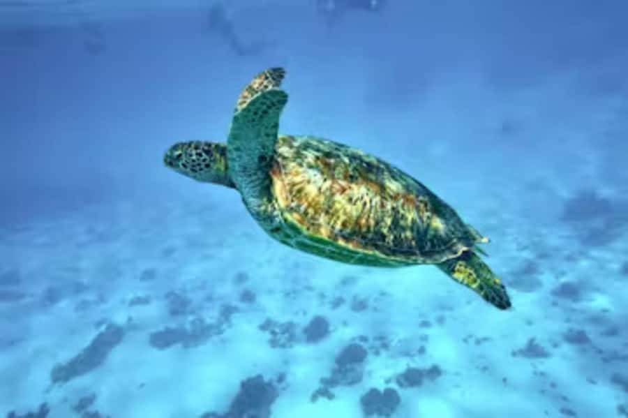 Moorea: Glass Bottom Boat Adventure with Lagoon Wonders - Meeting the turtles at the sanctuary