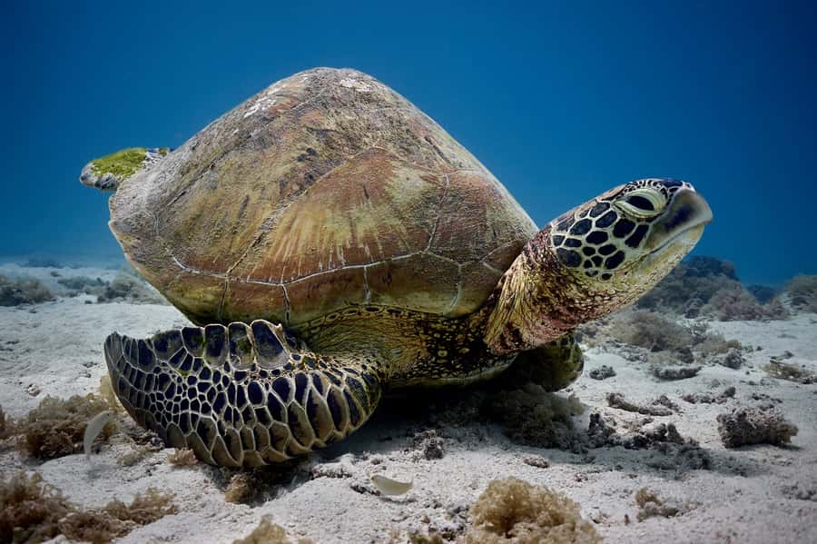 Moorea: Hauru Lagoon 3-hour Guided Kayak Tour with Snack - Meeting the guides at Tiahura Public Beach