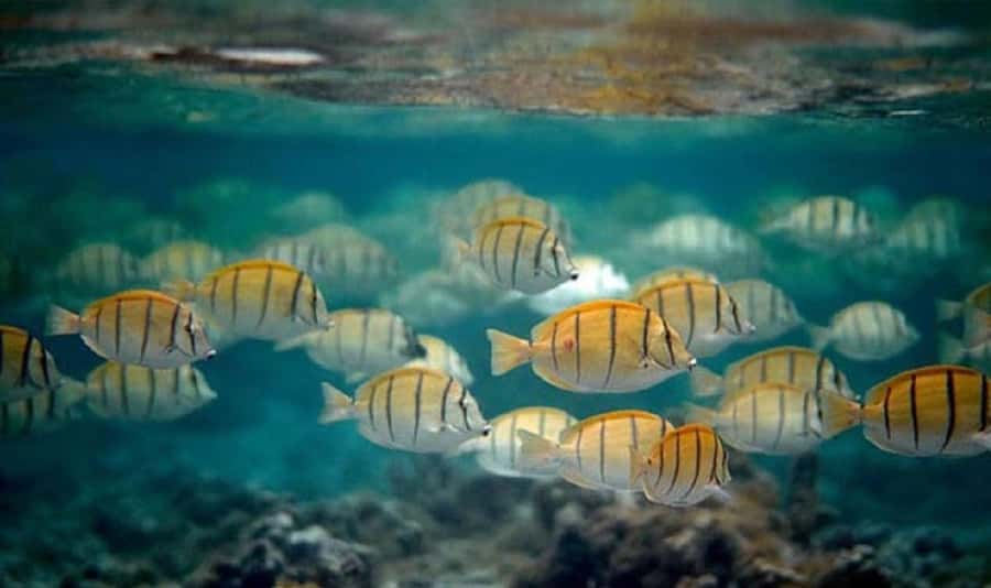 Moorea: Hauru Lagoon 3-hour Guided Kayak Tour with Snack - Is $94 a fair price?