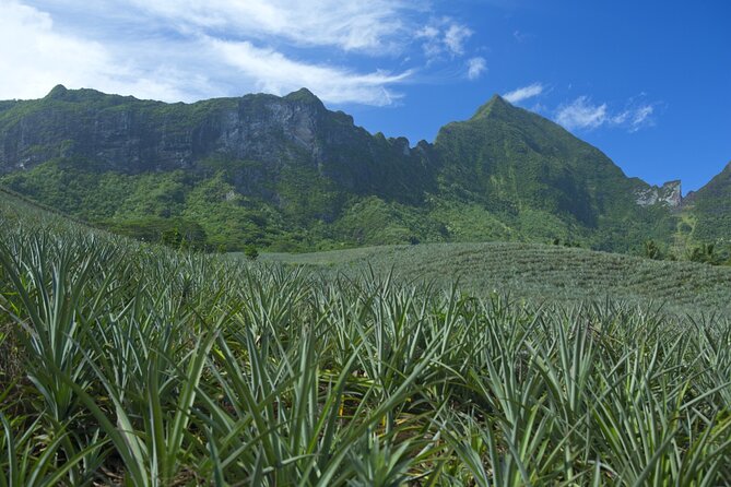 Moorea Highlights Private Tour: Natural and Cultural Attraction - Juice, fruit, and rum at the Rotui factory
