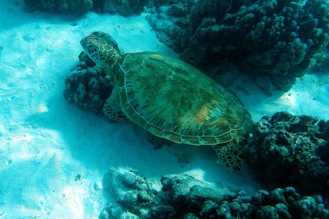 Moorea Lagoon Tour by Transparent Kayak - Why the transparent kayak is worth trying