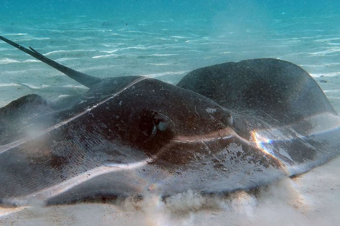 Moorea Lagoon Tour by Transparent Kayak - Guides who shape the day